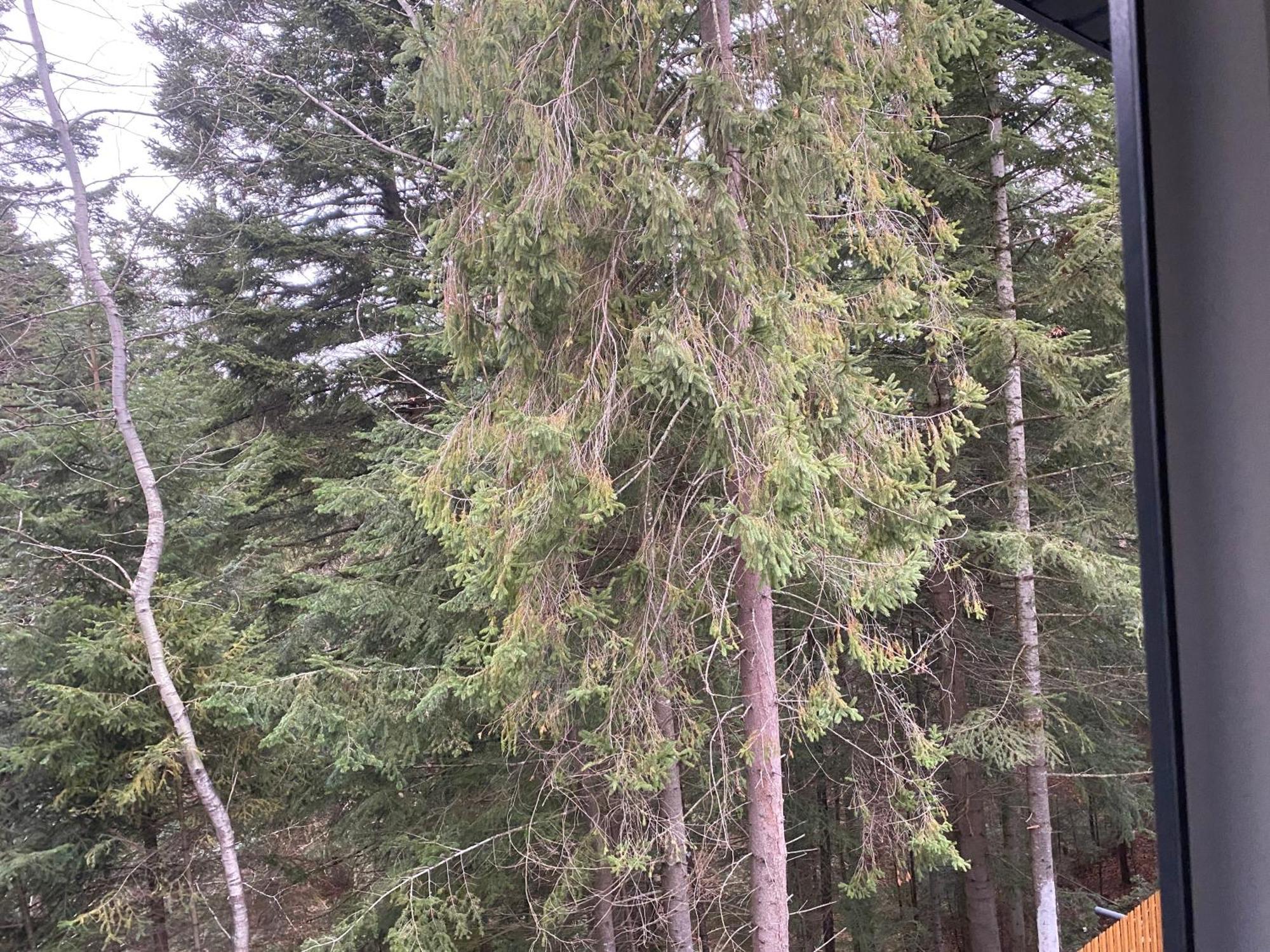 Aparthotel Феєрія Лісу à Skhidnytsia Extérieur photo